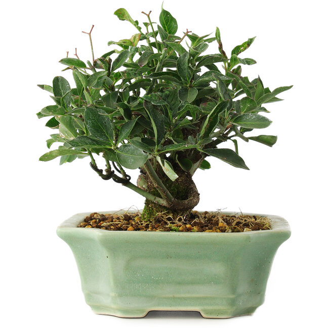 Euonymus alatus, 13 cm, ± 6 ans, cultivé et stylisé exclusivement par Mario Komsta en personne