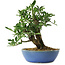 Euonymus alatus, 18 cm, ± 6 jaar oud, met de hand gestyled door Mario Komstra