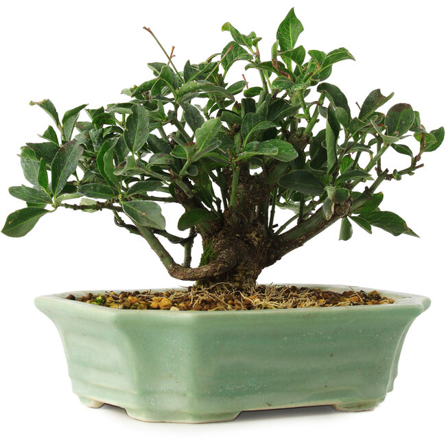 Euonymus alatus, 13 cm, ± 6 jaar oud, exclusief gekweekt en gestyled door Mario Komsta persoonlijk