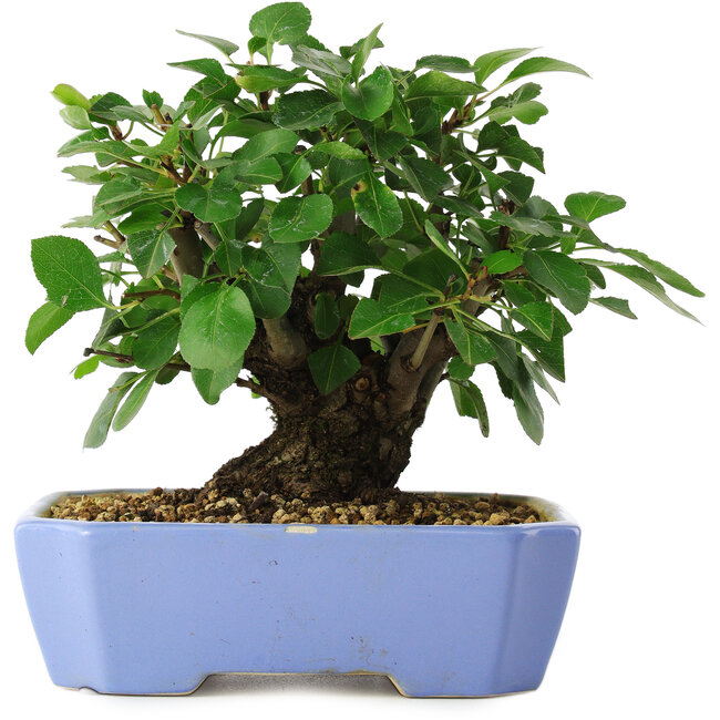 Malus sieboldii, 15 cm, ± 6 jaar oud, met de hand gestyled door Mario Komstra, in een pot met een chip van de rand