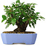 Malus sieboldii, 15 cm, ± 6 years old, hand-styled by Mario Komstra, in a pot with a chip of the edge