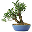 Euonymus alatus, 18 cm, ± 6 jaar oud, met de hand gestyled door Mario Komstra