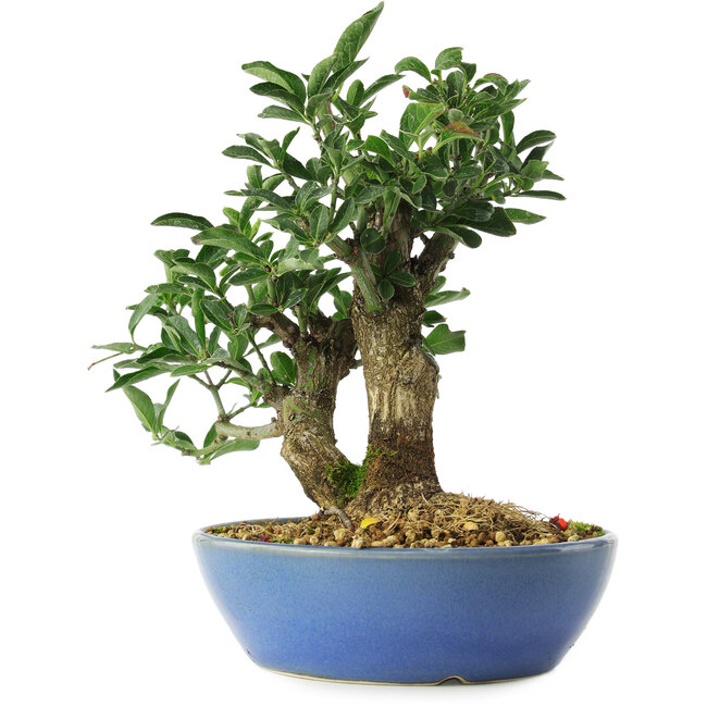Euonymus alatus, 18 cm, ± 6 anni, accuratamente selezionato a mano e coltivato dallo stesso Mario Komsta