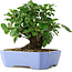 Malus sieboldii, 15 cm, ± 6 years old, hand-styled by Mario Komstra, in a pot with a chip of the edge