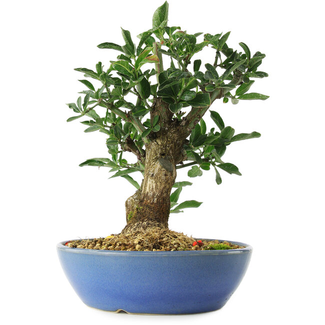 Euonymus alatus, 18 cm, ± 6 jaar oud, zorgvuldig met de hand gestyled en gekweekt door Mario Komsta zelf