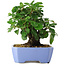 Malus sieboldii, 15 cm, ± 6 years old, hand-styled by Mario Komstra, in a pot with a chip of the edge