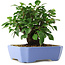 Malus sieboldii, 15 cm, ± 6 years old, hand-styled by Mario Komstra, in a pot with a chip of the edge