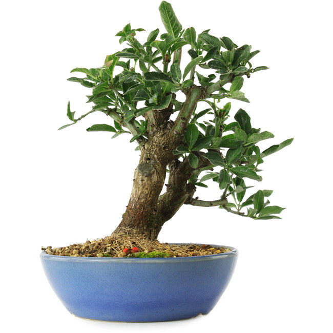 Euonymus alatus, 18 cm, ± 6 years old, carefully hand-styled and grown by Mario Komsta himself