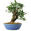 Euonymus alatus, 18 cm, ± 6 jaar oud, met de hand gestyled door Mario Komstra