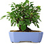 Malus sieboldii, 15 cm, ± 6 years old, hand-styled by Mario Komstra, in a pot with a chip of the edge