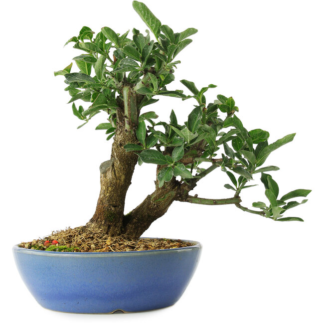 Euonymus alatus, 18 cm, ± 6 jaar oud, zorgvuldig met de hand gestyled en gekweekt door Mario Komsta zelf