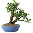 Euonymus alatus, 18 cm, ± 6 jaar oud, met de hand gestyled door Mario Komstra