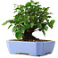 Malus sieboldii, 15 cm, ± 6 years old, hand-styled by Mario Komstra, in a pot with a chip of the edge