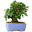 Malus sieboldii, 15 cm, ± 6 years old, hand-styled by Mario Komstra, in a pot with a chip of the edge