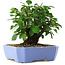 Malus sieboldii, 15 cm, ± 6 years old, hand-styled by Mario Komstra, in a pot with a chip of the edge