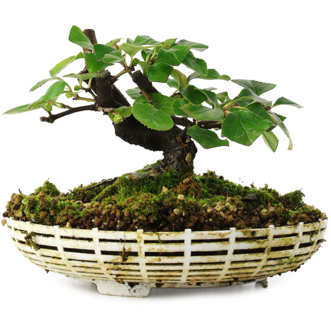 Pseudocydonia sinensis, 11,5 cm, ± 6 years old, hand-grown and styled by Mario Komsta in person