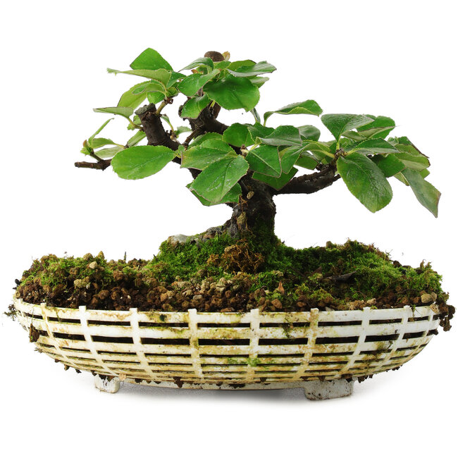 Pseudocydonia sinensis, 11,5 cm, ± 6 jaar oud, met de hand gekweekt en persoonlijk gestyled door Mario Komsta