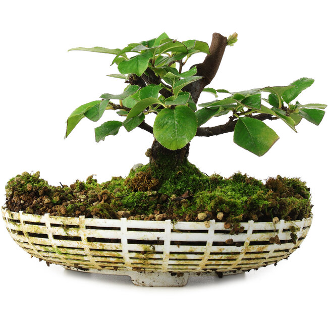 Pseudocydonia sinensis, 11,5 cm, ± 6 years old, hand-grown and styled by Mario Komsta in person