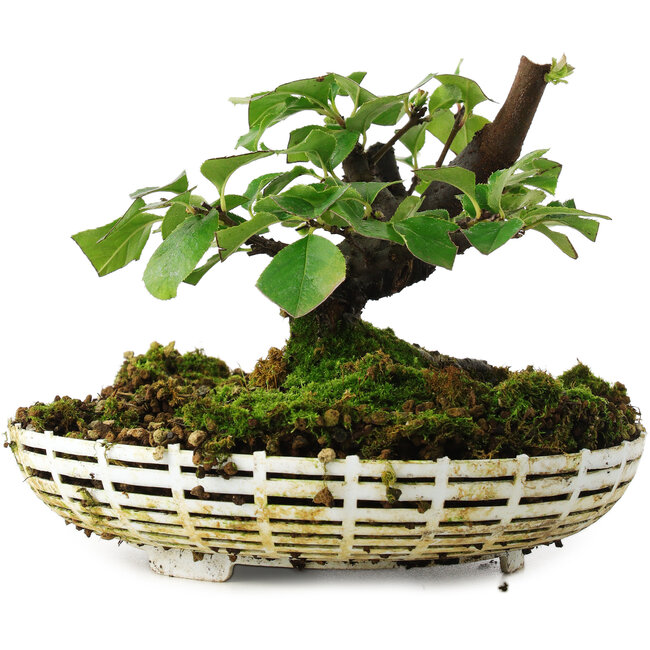 Pseudocydonia sinensis, 11,5 cm, ± 6 years old, hand-grown and styled by Mario Komsta in person