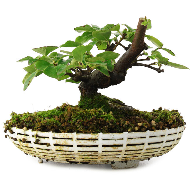 Pseudocydonia sinensis, 11,5 cm, ± 6 años, cultivada a mano y diseñada personalmente por Mario Komsta