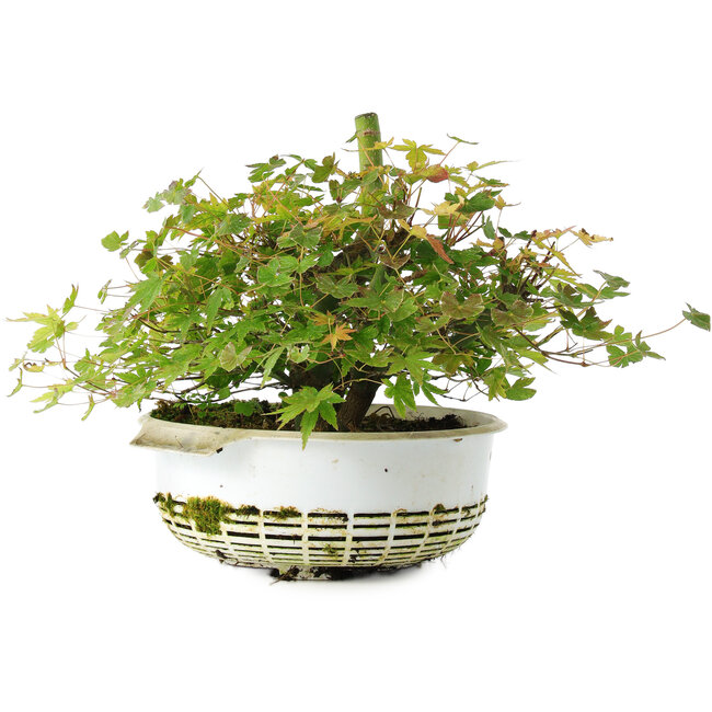 Acer palmatum, 21 cm, ± 6 jaar oud, met de hand gestyled door Mario Komstra