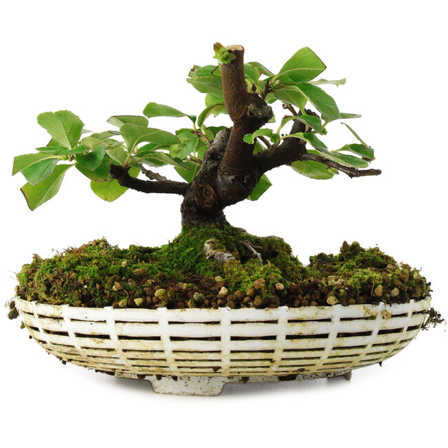Pseudocydonia sinensis, 11,5 cm, ± 6 años, cultivada a mano y diseñada personalmente por Mario Komsta