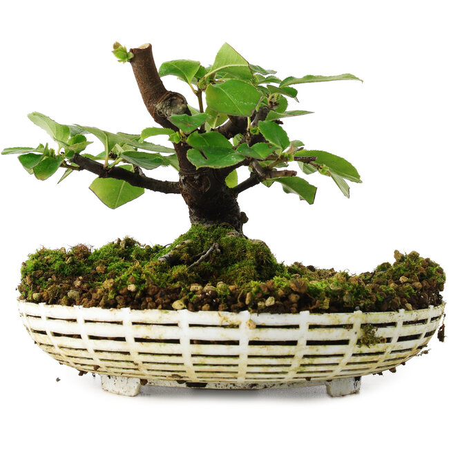 Pseudocydonia sinensis, 11,5 cm, ± 6 ans, cultivé à la main et stylisé par Mario Komsta en personne