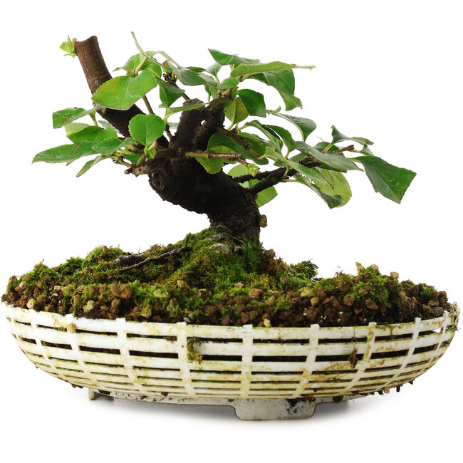 Pseudocydonia sinensis, 11,5 cm, ± 6 years old, hand-grown and styled by Mario Komsta in person