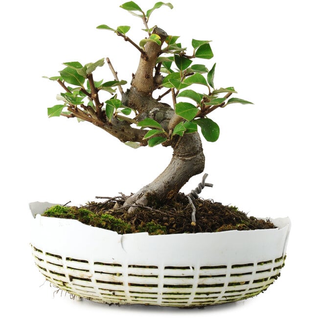 Elaeagnus, 16 cm, ± 6 jaar oud, met de hand gestyled door Mario Komstra