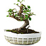 Elaeagnus, 16 cm, ± 6 jaar oud, met de hand gekweekt en gestyled door Mario Komsta zelf