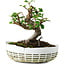 Elaeagnus, 16 cm, ± 6 jaar oud, met de hand gestyled door Mario Komstra