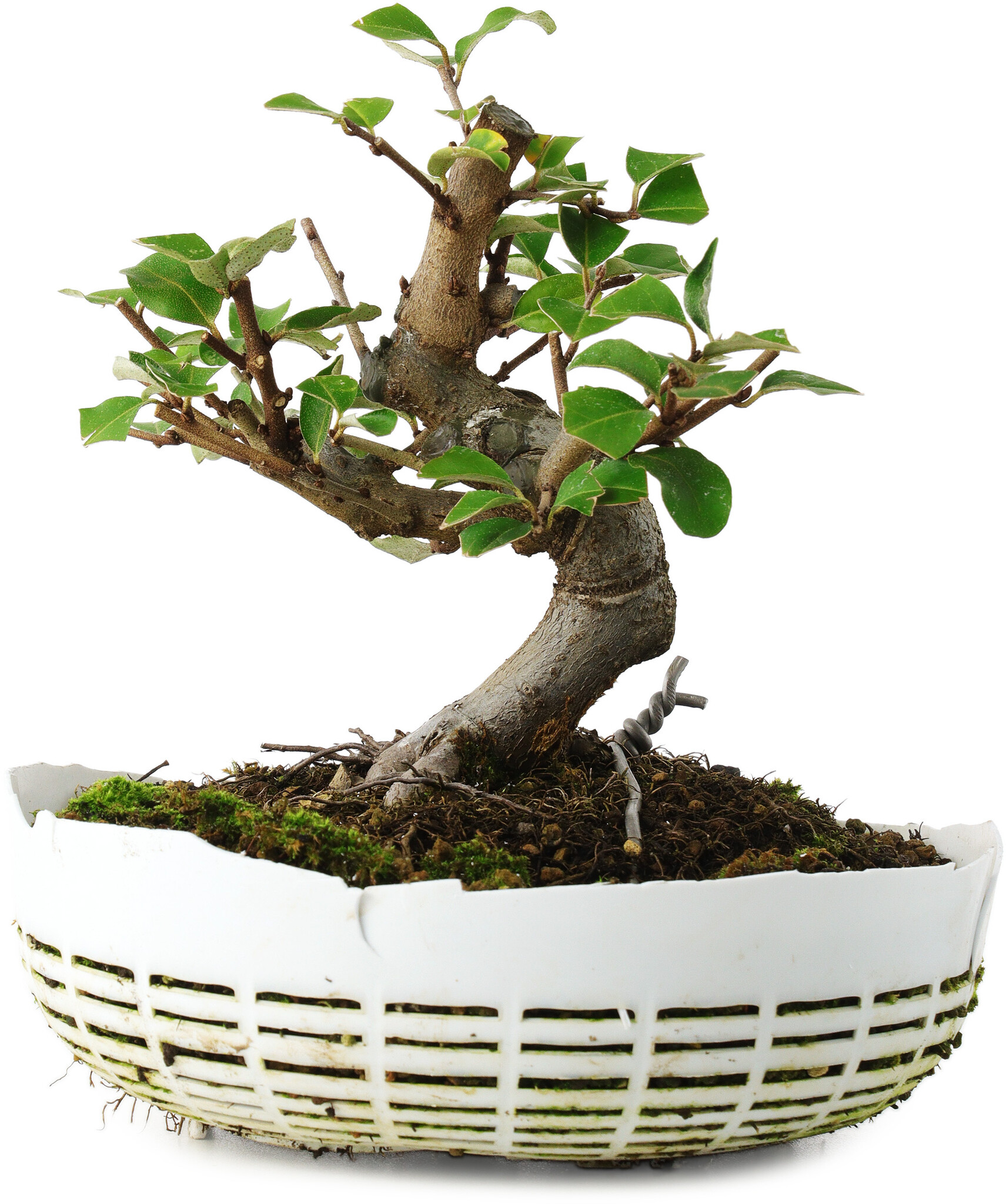 Elaeagnus, 16 cm,  6 years old, hand-grown and styled by Mario Komsta  himself - Bonsai Plaza