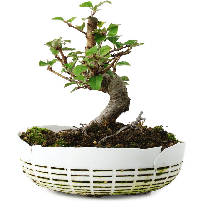 Elaeagnus, 16 cm, ± 6 ans, cultivé à la main et stylisé par Mario Komsta lui-même