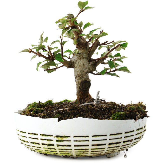 Elaeagnus, 16 cm, ± 6 Jahre alt, von Mario Komsta persönlich handgezüchtet und gestylt