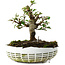 Elaeagnus, 16 cm, ± 6 jaar oud, met de hand gekweekt en gestyled door Mario Komsta zelf
