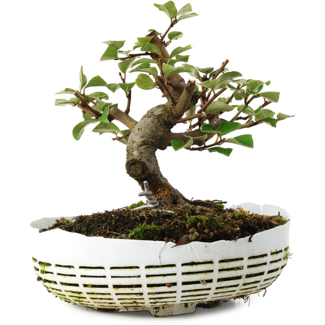 Elaeagnus, 16 cm, ± 6 jaar oud, met de hand gekweekt en gestyled door Mario Komsta zelf