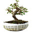 Elaeagnus, 16 cm, ± 6 jaar oud, met de hand gestyled door Mario Komstra