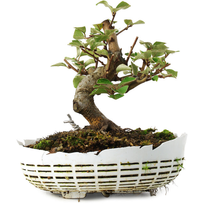 Elaeagnus, 16 cm, ± 6 anni, coltivato a mano e modellato dallo stesso Mario Komsta