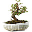 Elaeagnus, 16 cm, ± 6 jaar oud, met de hand gekweekt en gestyled door Mario Komsta zelf