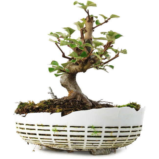 Elaeagnus, 16 cm, ± 6 jaar oud, met de hand gekweekt en gestyled door Mario Komsta zelf