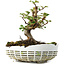 Elaeagnus, 16 cm, ± 6 jaar oud, met de hand gekweekt en gestyled door Mario Komsta zelf