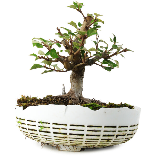 Elaeagnus, 16 cm, ± 6 ans, cultivé à la main et stylisé par Mario Komsta lui-même