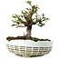 Elaeagnus, 16 cm, ± 6 jaar oud, met de hand gekweekt en gestyled door Mario Komsta zelf