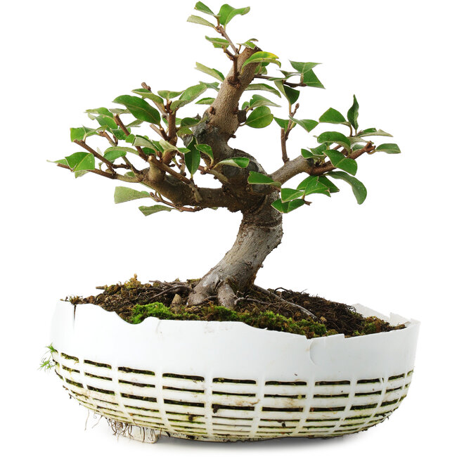 Elaeagnus, 16 cm, ± 6 anni, coltivato a mano e modellato dallo stesso Mario Komsta