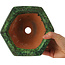 Pot à bonsaï hexagonal vert de Shuhou - 160 x 160 x 85 mm