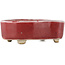 Pot à bonsaï ovale rouge - 77 x 54 x 25 mm