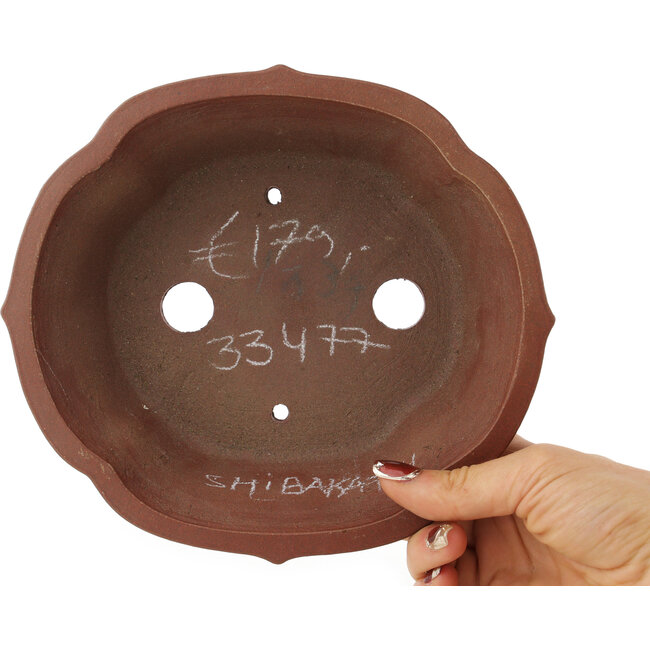 Vaso bonsai Lotus non smaltato di Shibakatsu - 195 x 175 x 60 mm