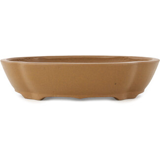  Shibakatsu (Katsuichi Shibata) Maceta para bonsái mokko sin esmaltar de 187 mm de Shibakatsu, Tokoname, Japón