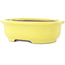Pot à bonsaï ovale jaune de Yamafusa - 187 x 153 x 55 mm