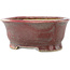 Ovale rode en blauwe bonsaipot van Matuei Kimiko - 157 x 115 x 68 mm